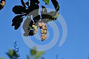 Magnolia Kobus (Kobushi magnolia) fruits. Magnoliaceae deciduous tree native to Japan.