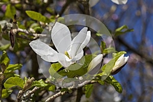 Magnolia Kobus `Norman Gould`