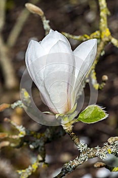 Magnolia Kobus `Norman Gould`