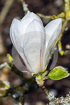 Magnolia Kobus `Norman Gould`