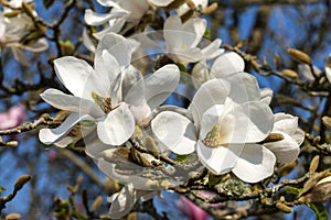 Magnolia Kobus `Norman Gould