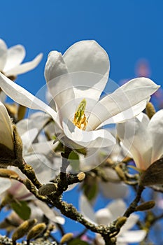 Magnolia Kobus `Norman Gould