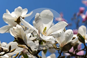 Magnolia Kobus `Norman Gould