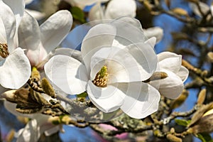 Magnolia Kobus `Norman Gould