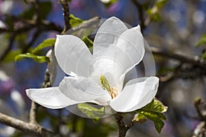 Magnolia Kobus `Norman Gould`