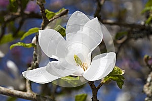 Magnolia Kobus `Norman Gould` photo