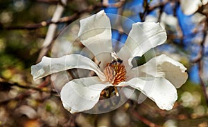 Magnolia kobus in park Southern cultures. Adler, Russia.