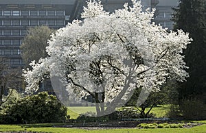 Flowering Magnolia kobus var. borealis photo