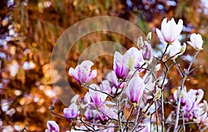 The Magnolia in kunmingï¼ŒChina