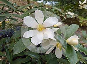 Magnolia laevifolia or dianica or Michelia yunnanensis.