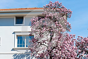 Magnolia tree flower blooming in spring time in the city garden photo