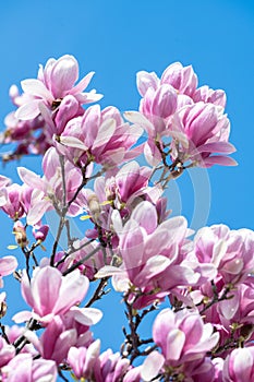 Magnolia tree flower blooming in spring time in the city garden photo