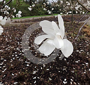 Magnolia Lebner, Magnolia Ã— loebneri Merrill