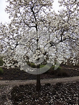 Magnolia Lebner, Magnolia Ã— loebneri Merrill