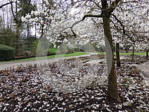 Magnolia Lebner, Magnolia Ã— loebneri Merrill