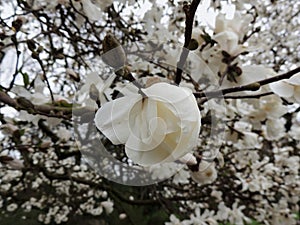 Magnolia Lebner, Magnolia Ã— loebneri Merrill