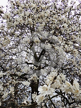 Magnolia Lebner, Magnolia Ã— loebneri Merrill