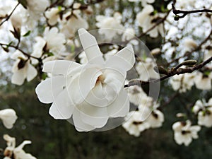 Magnolia Lebner, Magnolia Ã— loebneri Merrill