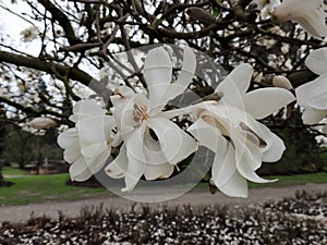 Magnolia Lebner, Magnolia Ã— loebneri Merrill