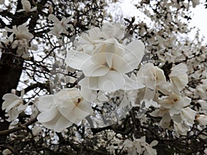 Magnolia Lebner, Magnolia Ã— loebneri Merrill