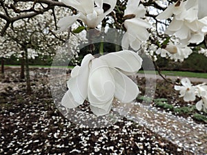 Magnolia Lebner, Magnolia Ã— loebneri Merrill