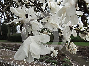 Magnolia Lebner, Magnolia Ã— loebneri Merrill