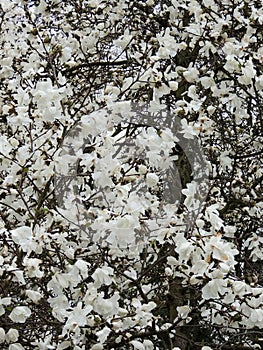 Magnolia Lebner, Magnolia Ã— loebneri Merrill