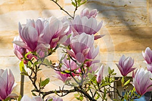 Magnolia light pink in Bayreuth Germany