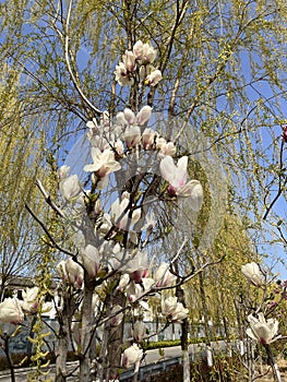 Magnolia liliflora Desr  bloom in early spring