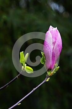 Magnolia liliiflora