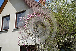 Magnolia liliiflora against a white house blooms in April in the garden. Berlin, Germany