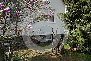 Magnolia liliiflora against a white house blooms in April in the garden. Berlin, Germany