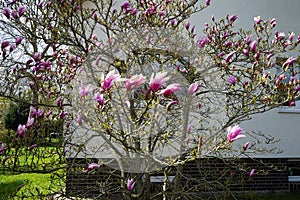 Magnolia liliiflora against a white house blooms in April in the garden. Berlin, Germany