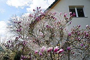 Magnolia liliiflora against a white house blooms in April in the garden. Berlin, Germany