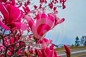 Magnolia liliiflora in early spring, Lugano, Switzerland photo