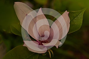Magnolia liliiflora photo