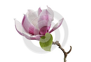 Magnolia liliiflora flower on branch with leaves, Lily magnolia flower isolated on white background with clipping path photo