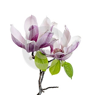 Magnolia liliiflora flower on branch with leaves, Lily magnolia flower isolated on white background with clipping path photo