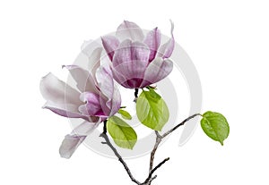 Magnolia liliiflora flower on branch with leaves, Lily magnolia flower isolated on white background with clipping path photo