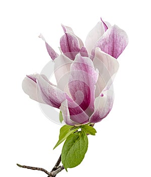 Magnolia liliiflora flower on branch with leaves, Lily magnolia flower isolated on white background with clipping path photo