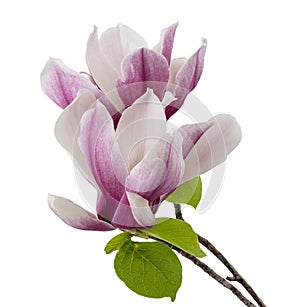 Magnolia liliiflora flower on branch with leaves, Lily magnolia flower isolated on white background with clipping path photo