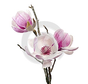 Magnolia liliiflora flower on branch with leaves, Lily magnolia flower isolated on white background, with clipping path