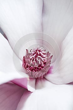 Magnolia liliiflora flower, Lily magnolia flower on gray background, Purple magnolia flower photo