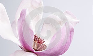 Magnolia liliiflora flower, Lily magnolia flower on gray background, Purple magnolia flower photo