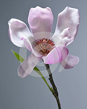 Magnolia liliiflora flower, Lily magnolia flower on gray background, Purple magnolia flower photo