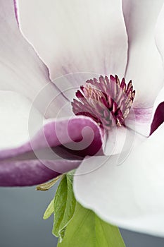 Magnolia liliiflora flower, Lily magnolia flower on gray background, Purple magnolia flower photo