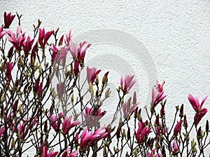 Magnolia liliiflora during flowering photo