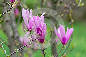 Magnolia Magnolia liliiflora flowers photo