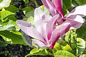 Magnolia Liliiflora `Nigra`