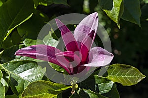 Magnolia Liliiflora `Nigra